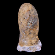 0.8 Snake Egg Fossil Ophiodienovum Sp Eocene Age Bouxwiller in Alsace, France Display
