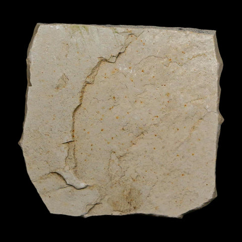 1.3" Detailed Cardiospermum Coloradensis Balloon Vine Fossil Plant Leaf Eocene Age