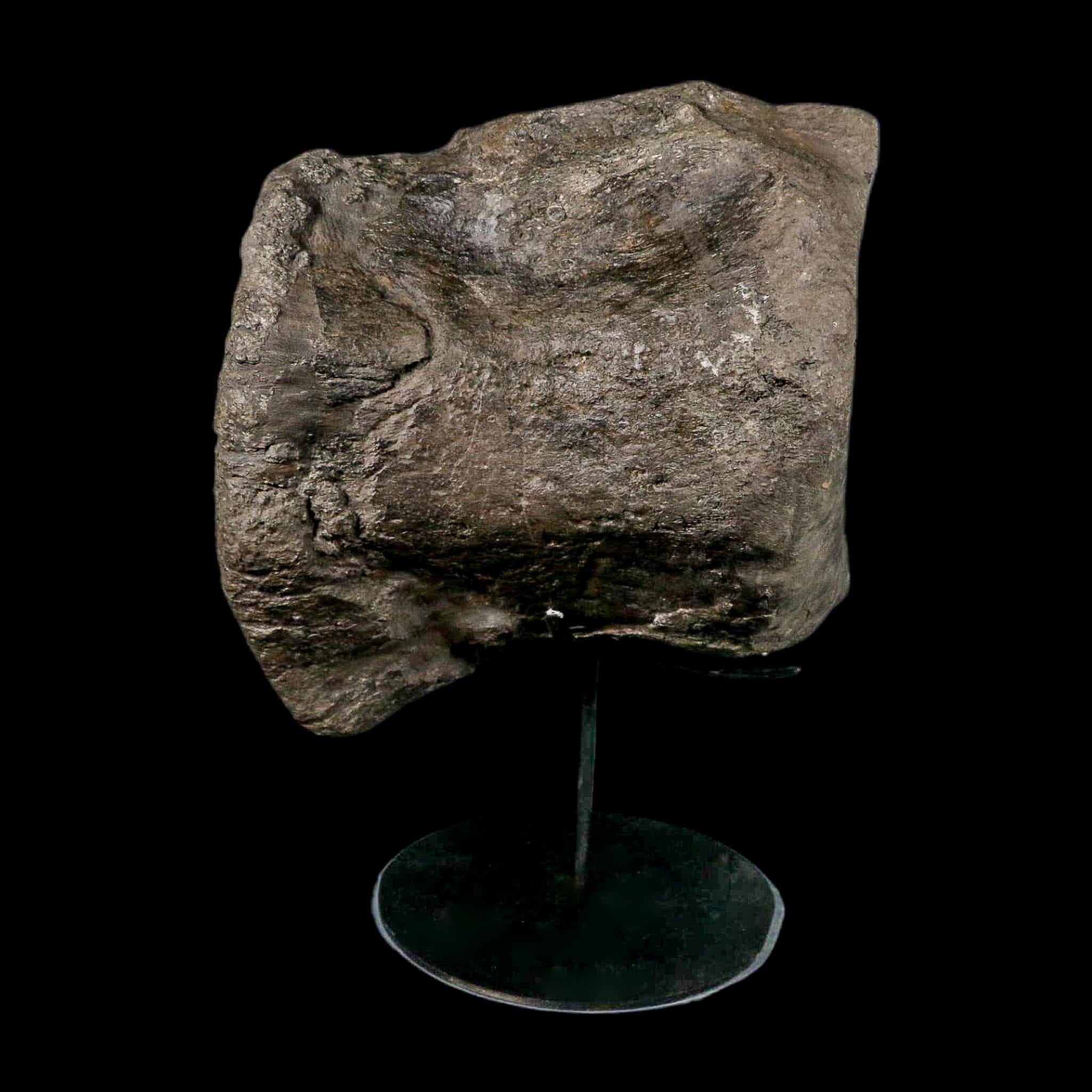 XL 9" Camarasaurus Dinosaur Fossil Vertebrae Morrison FM CO Jurassic Age COA Stand - Fossil Age Minerals