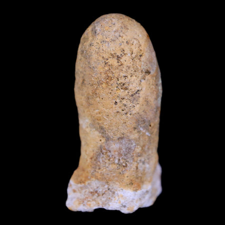 0.8 Snake Egg Fossil Ophiodienovum Sp Eocene Age Bouxwiller in Alsace, France Display