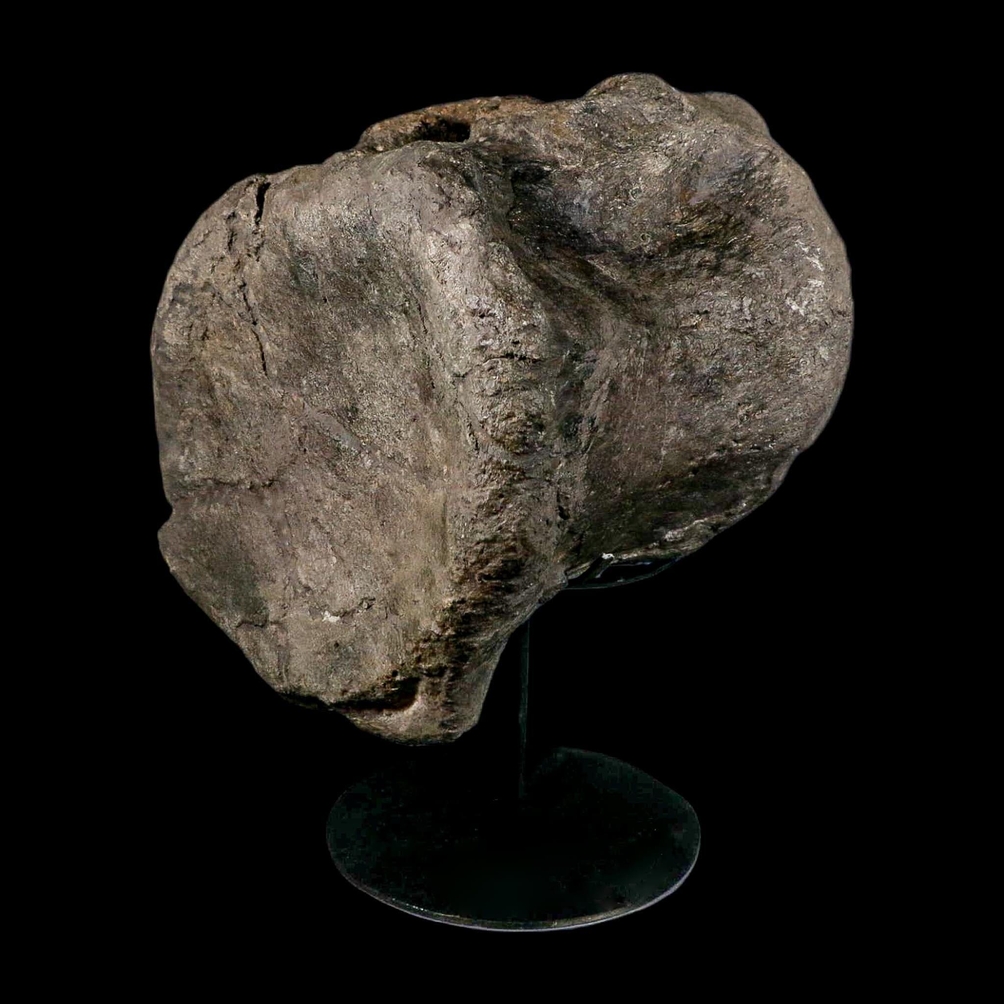 XL 9" Camarasaurus Dinosaur Fossil Vertebrae Morrison FM CO Jurassic Age COA Stand - Fossil Age Minerals