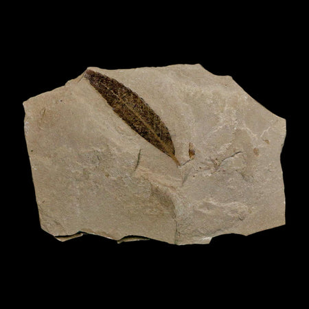 1.6" Detailed Cedrelospermum Nervosum Fossil Plant Leaf Eocene Age Green River UT