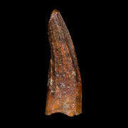 1" Suchomimus Fossil Tooth Cretaceous Spinosaurid Dinosaur Elraz FM Niger COA