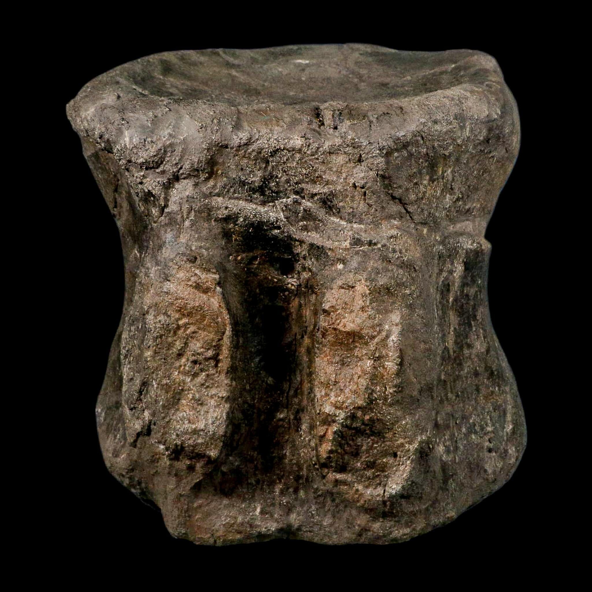 XL 9" Camarasaurus Dinosaur Fossil Vertebrae Morrison FM CO Jurassic Age COA Stand - Fossil Age Minerals