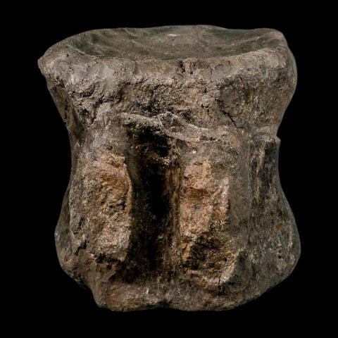 XL 9" Camarasaurus Dinosaur Fossil Vertebrae Morrison FM CO Jurassic Age COA Stand