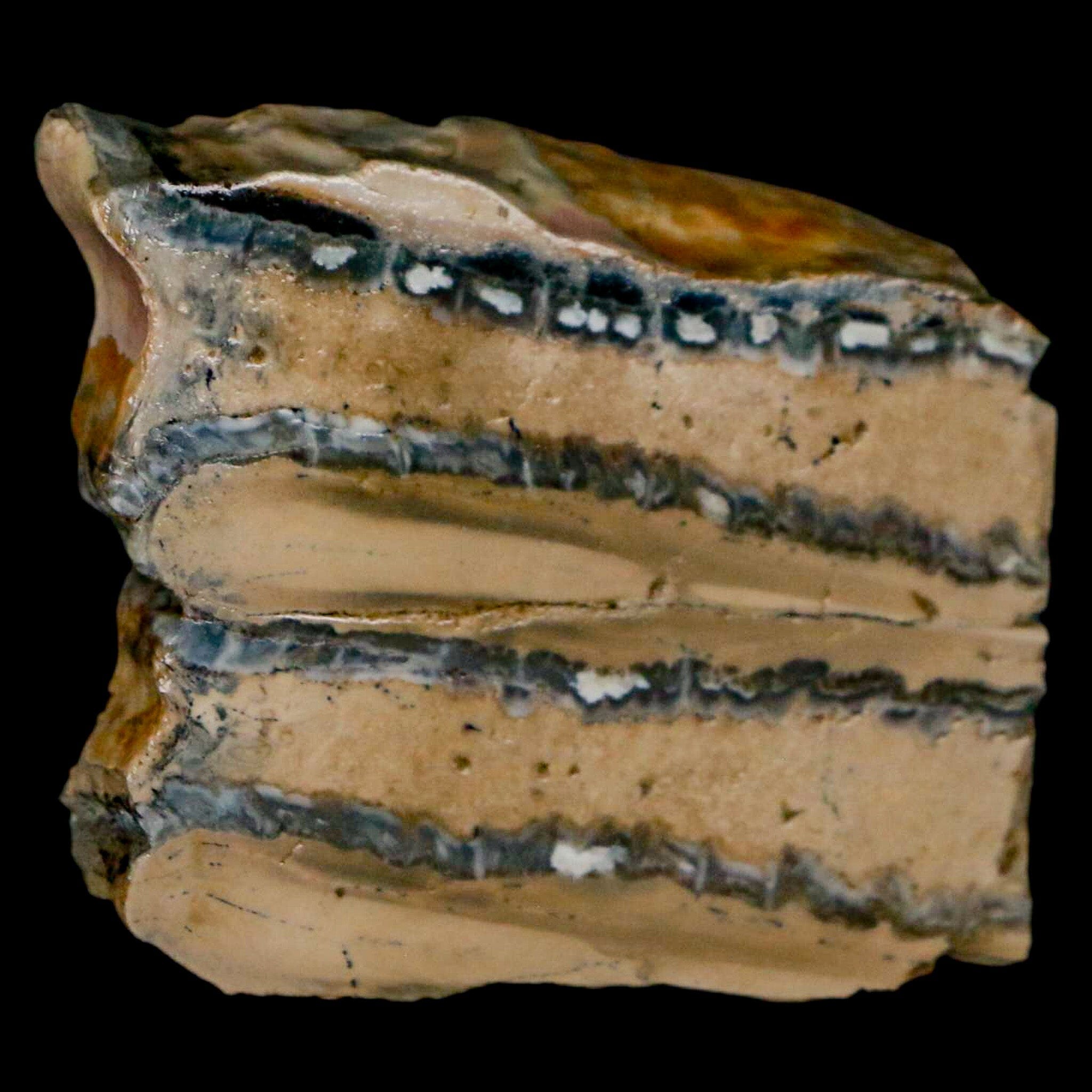 1.9" Mammoth Tooth Cross Section In Riker Display Pleistocene Age Hawthorne FM - Fossil Age Minerals