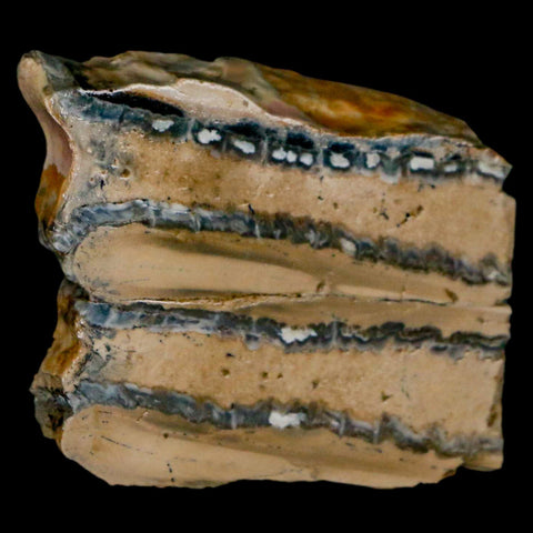 1.9" Mammoth Tooth Cross Section In Riker Display Pleistocene Age Hawthorne FM - Fossil Age Minerals