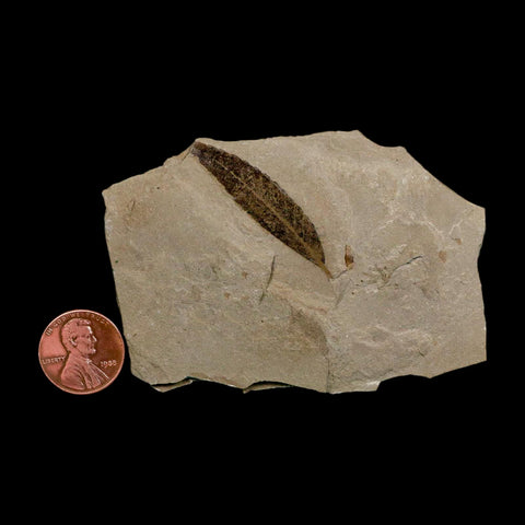 1.6" Detailed Cedrelospermum Nervosum Fossil Plant Leaf Eocene Age Green River UT