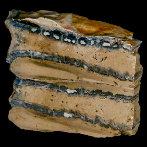1.9" Mammoth Tooth Cross Section In Riker Display Pleistocene Age Hawthorne FM - Fossil Age Minerals