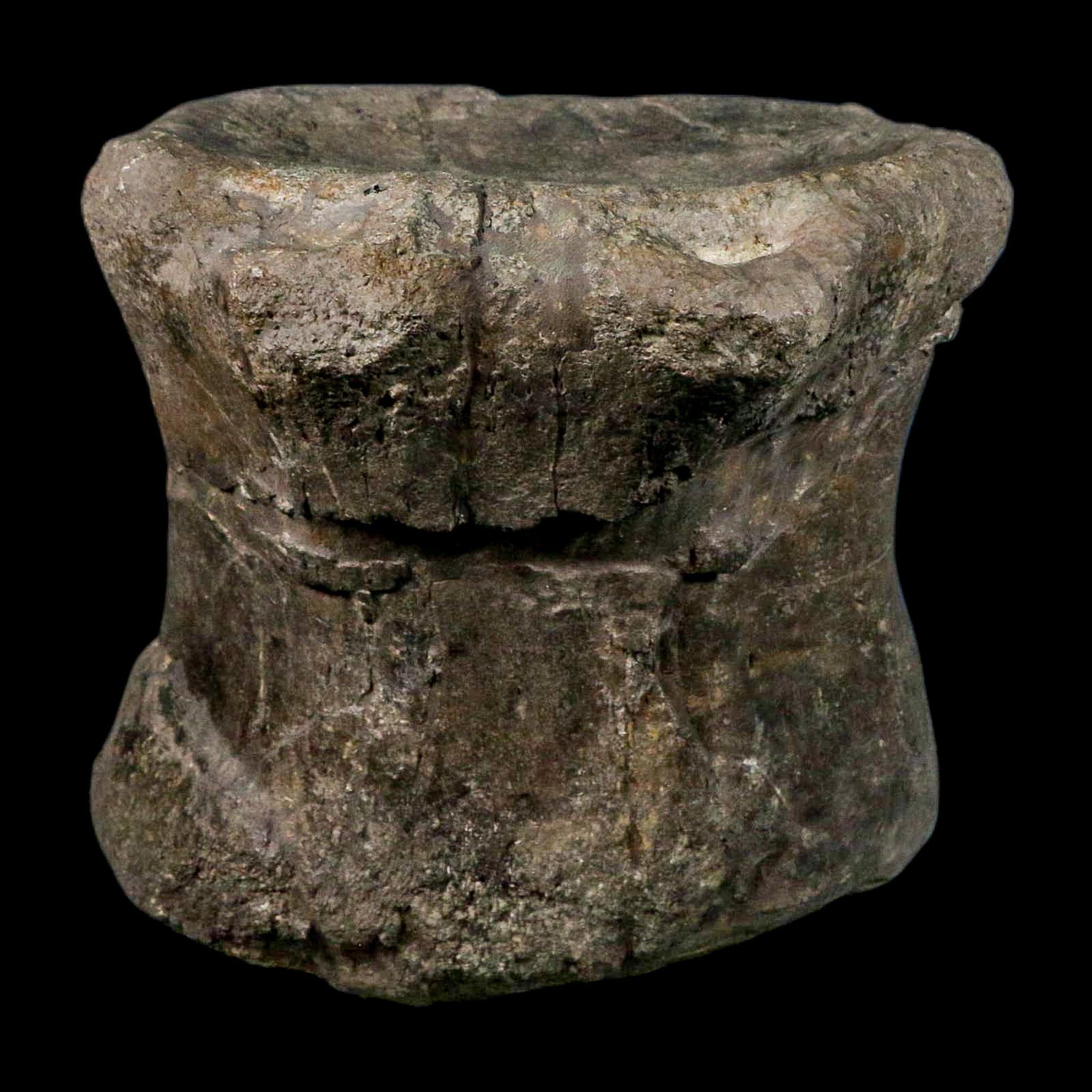 XL 9" Camarasaurus Dinosaur Fossil Vertebrae Morrison FM CO Jurassic Age COA Stand - Fossil Age Minerals