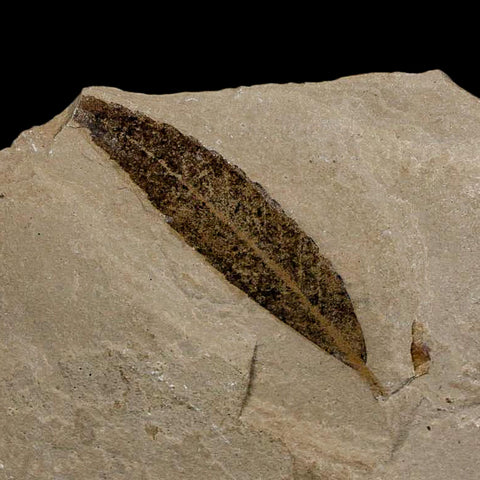 1.6" Detailed Cedrelospermum Nervosum Fossil Plant Leaf Eocene Age Green River UT