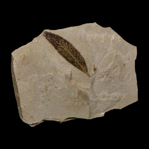 1.6" Detailed Cedrelospermum Nervosum Fossil Plant Leaf Eocene Age Green River UT