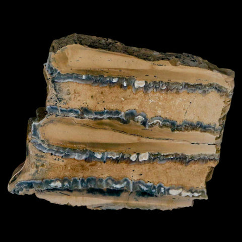 1.9" Mammoth Tooth Cross Section In Riker Display Pleistocene Age Hawthorne FM - Fossil Age Minerals