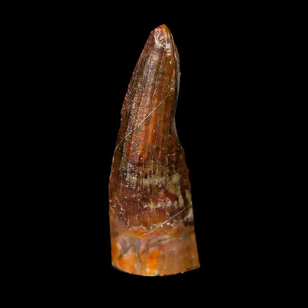 1" Suchomimus Fossil Tooth Cretaceous Spinosaurid Dinosaur Elraz FM Niger COA