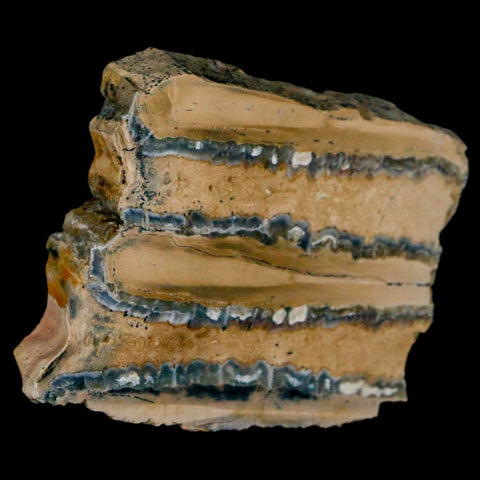1.9" Mammoth Tooth Cross Section In Riker Display Pleistocene Age Hawthorne FM - Fossil Age Minerals