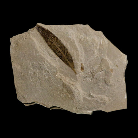 1.6" Detailed Cedrelospermum Nervosum Fossil Plant Leaf Eocene Age Green River UT