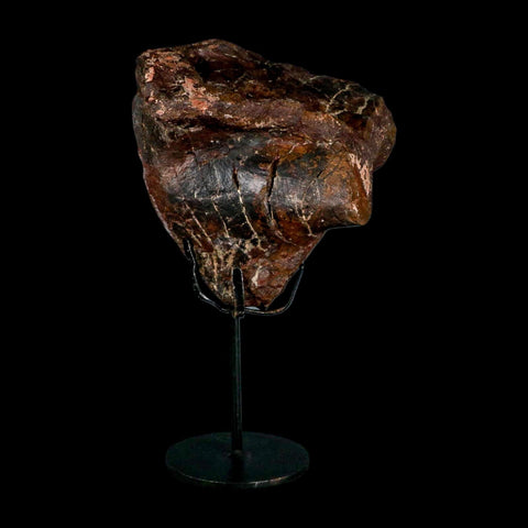 5.5" Camarasaurus Dinosaur Fossil Vertebrae Morrison FM CO Jurassic Age COA Stand