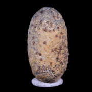 0.6 Snake Egg Fossil Ophiodienovum Sp Eocene Age Bouxwiller in Alsace, France Display
