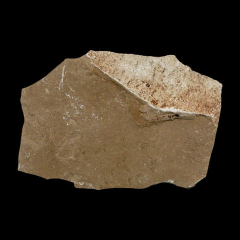 1.6" Detailed Cedrelospermum Nervosum Fossil Plant Leaf Eocene Age Green River UT