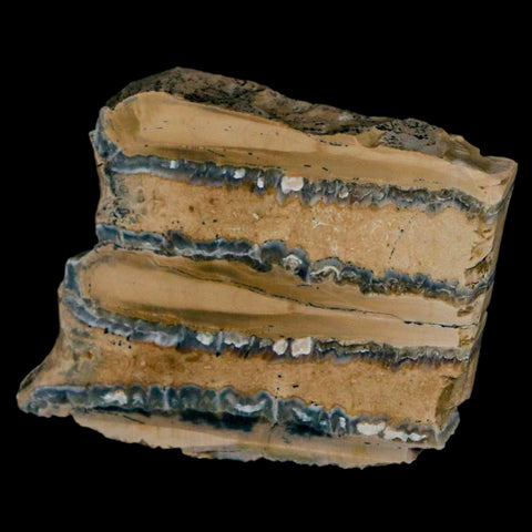 1.9" Mammoth Tooth Cross Section In Riker Display Pleistocene Age Hawthorne FM - Fossil Age Minerals