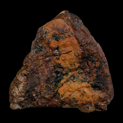 5.5" Camarasaurus Dinosaur Fossil Vertebrae Morrison FM CO Jurassic Age COA Stand