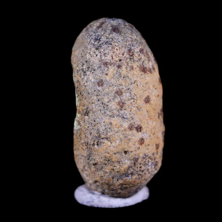 0.6 Snake Egg Fossil Ophiodienovum Sp Eocene Age Bouxwiller in Alsace, France Display