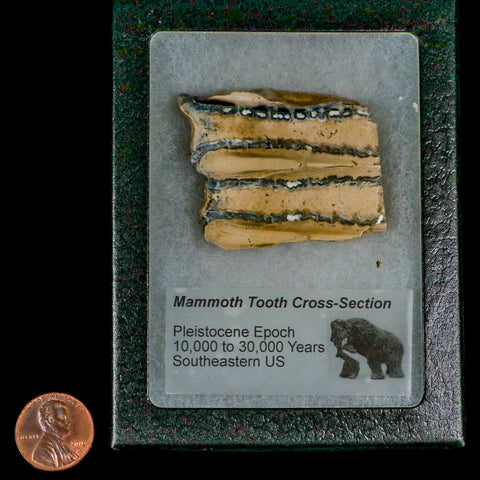 1.9" Mammoth Tooth Cross Section In Riker Display Pleistocene Age Hawthorne FM - Fossil Age Minerals