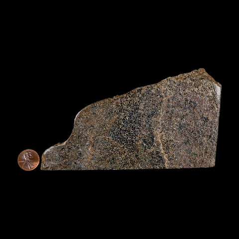 5.8" Fossil Dinosaur Gem Bone Cut Polished Slab Agatized Dinosaur Bone Morocco - Fossil Age Minerals