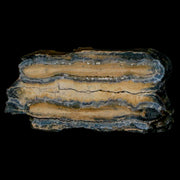 2" Mammoth Tooth Cross Section In Riker Display Pleistocene Age Hawthorne FM