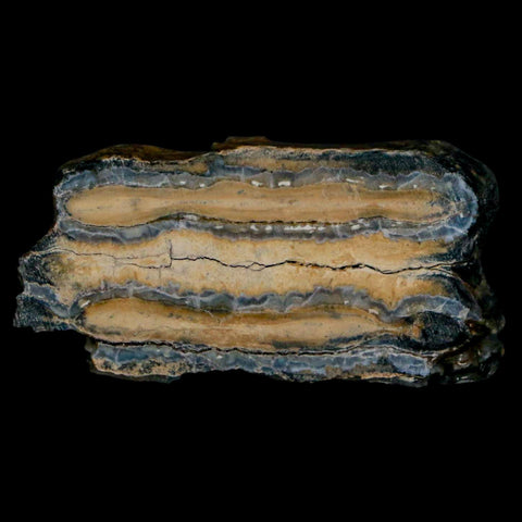 2" Mammoth Tooth Cross Section In Riker Display Pleistocene Age Hawthorne FM - Fossil Age Minerals