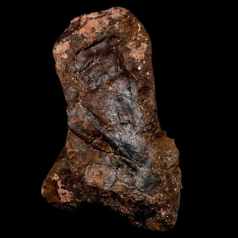 5.5" Camarasaurus Dinosaur Fossil Vertebrae Morrison FM CO Jurassic Age COA Stand