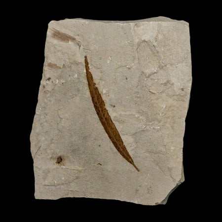 1.6" Detailed Salix Cockerelli Willow Fossil Plant Leaf Green River FM Eocene Age Utah