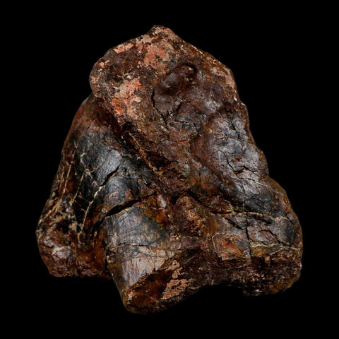 5.5" Camarasaurus Dinosaur Fossil Vertebrae Morrison FM CO Jurassic Age COA Stand