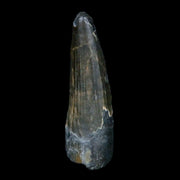 0.8" Suchomimus Fossil Tooth Cretaceous Spinosaurid Dinosaur Elraz FM Niger COA