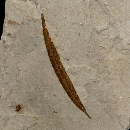 1.6" Detailed Salix Cockerelli Willow Fossil Plant Leaf Green River FM Eocene Age Utah