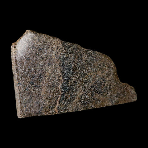 5.8" Fossil Dinosaur Gem Bone Cut Polished Slab Agatized Dinosaur Bone Morocco - Fossil Age Minerals