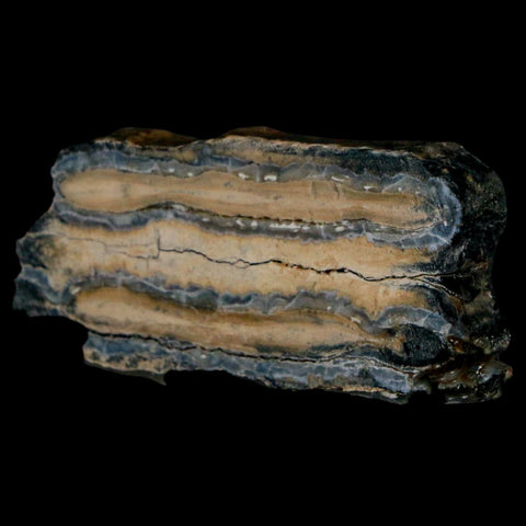 2" Mammoth Tooth Cross Section In Riker Display Pleistocene Age Hawthorne FM - Fossil Age Minerals