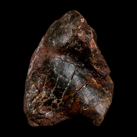 5.5" Camarasaurus Dinosaur Fossil Vertebrae Morrison FM CO Jurassic Age COA Stand