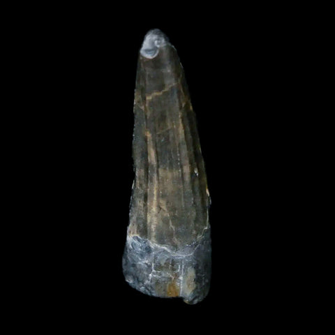 0.8" Suchomimus Fossil Tooth Cretaceous Spinosaurid Dinosaur Elraz FM Niger COA - Fossil Age Minerals