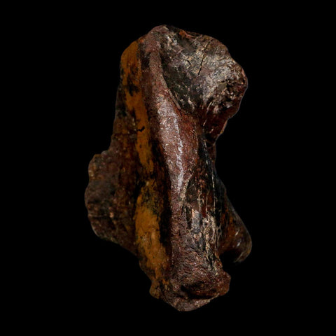 5.5" Camarasaurus Dinosaur Fossil Vertebrae Morrison FM CO Jurassic Age COA Stand