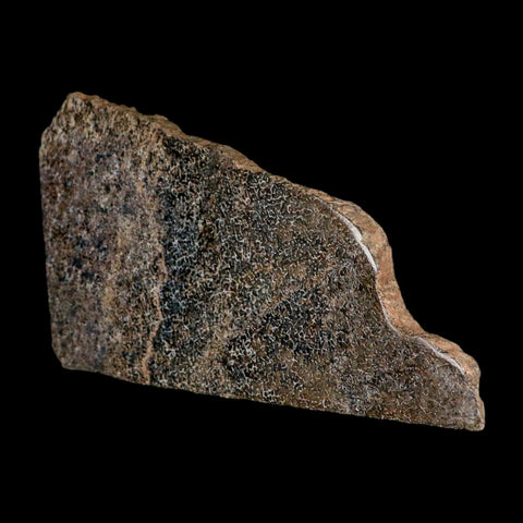 5.8" Fossil Dinosaur Gem Bone Cut Polished Slab Agatized Dinosaur Bone Morocco - Fossil Age Minerals