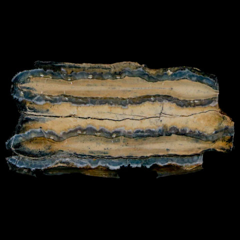 2" Mammoth Tooth Cross Section In Riker Display Pleistocene Age Hawthorne FM - Fossil Age Minerals