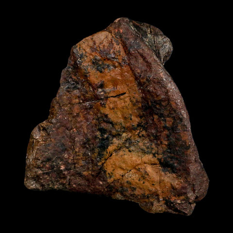 5.5" Camarasaurus Dinosaur Fossil Vertebrae Morrison FM CO Jurassic Age COA Stand