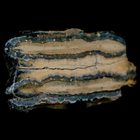 2" Mammoth Tooth Cross Section In Riker Display Pleistocene Age Hawthorne FM - Fossil Age Minerals