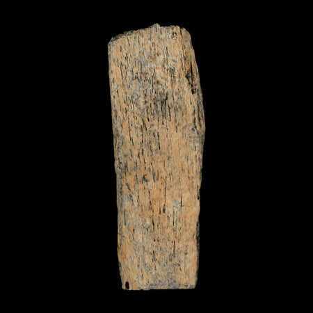 2.9" Corythosaurus Fossil Rib Section Bone  Judith River Cretaceous Dinosaur COA