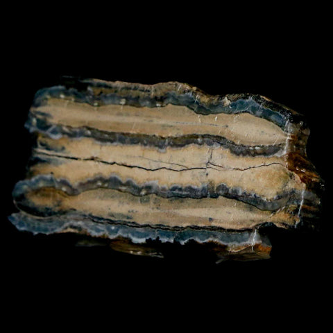 2" Mammoth Tooth Cross Section In Riker Display Pleistocene Age Hawthorne FM - Fossil Age Minerals