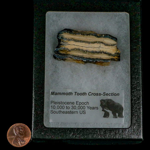 2" Mammoth Tooth Cross Section In Riker Display Pleistocene Age Hawthorne FM - Fossil Age Minerals