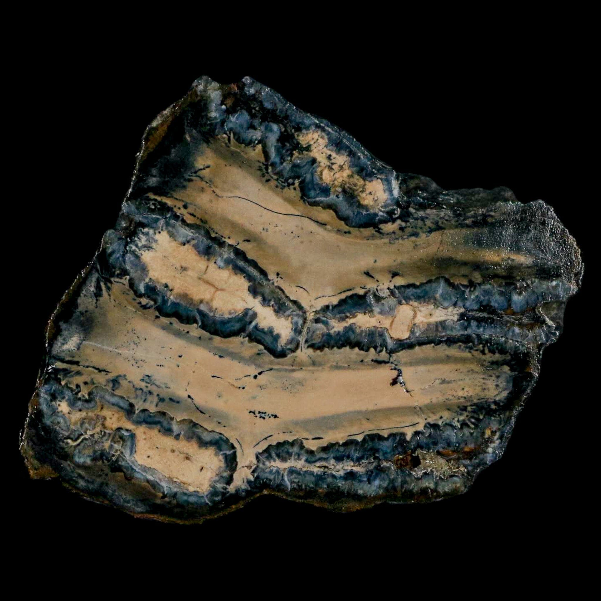 2.1" Mammoth Tooth Cross Section In Riker Display Pleistocene Age Hawthorne FM - Fossil Age Minerals
