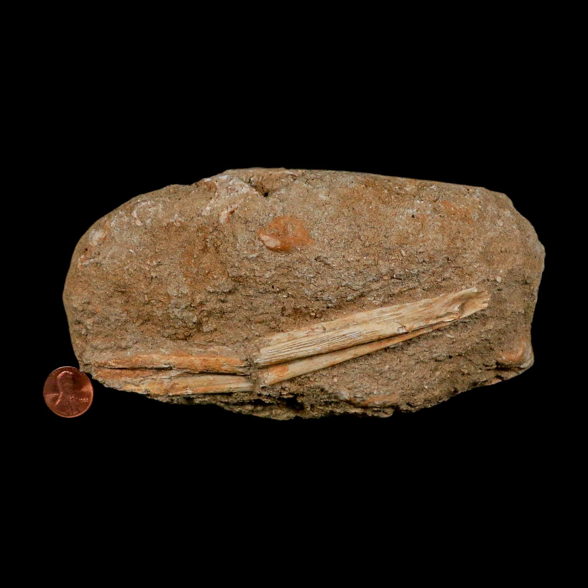 5.4" Saber Toothed Herring Fossil Jaw Section Enchodus Libycus Cretaceous Age COA - Fossil Age Minerals