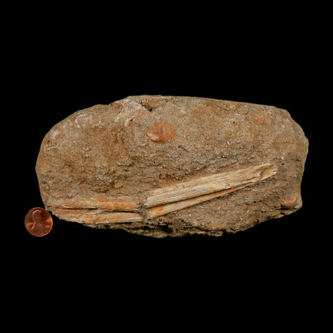 5.4" Saber Toothed Herring Fossil Jaw Section Enchodus Libycus Cretaceous Age COA